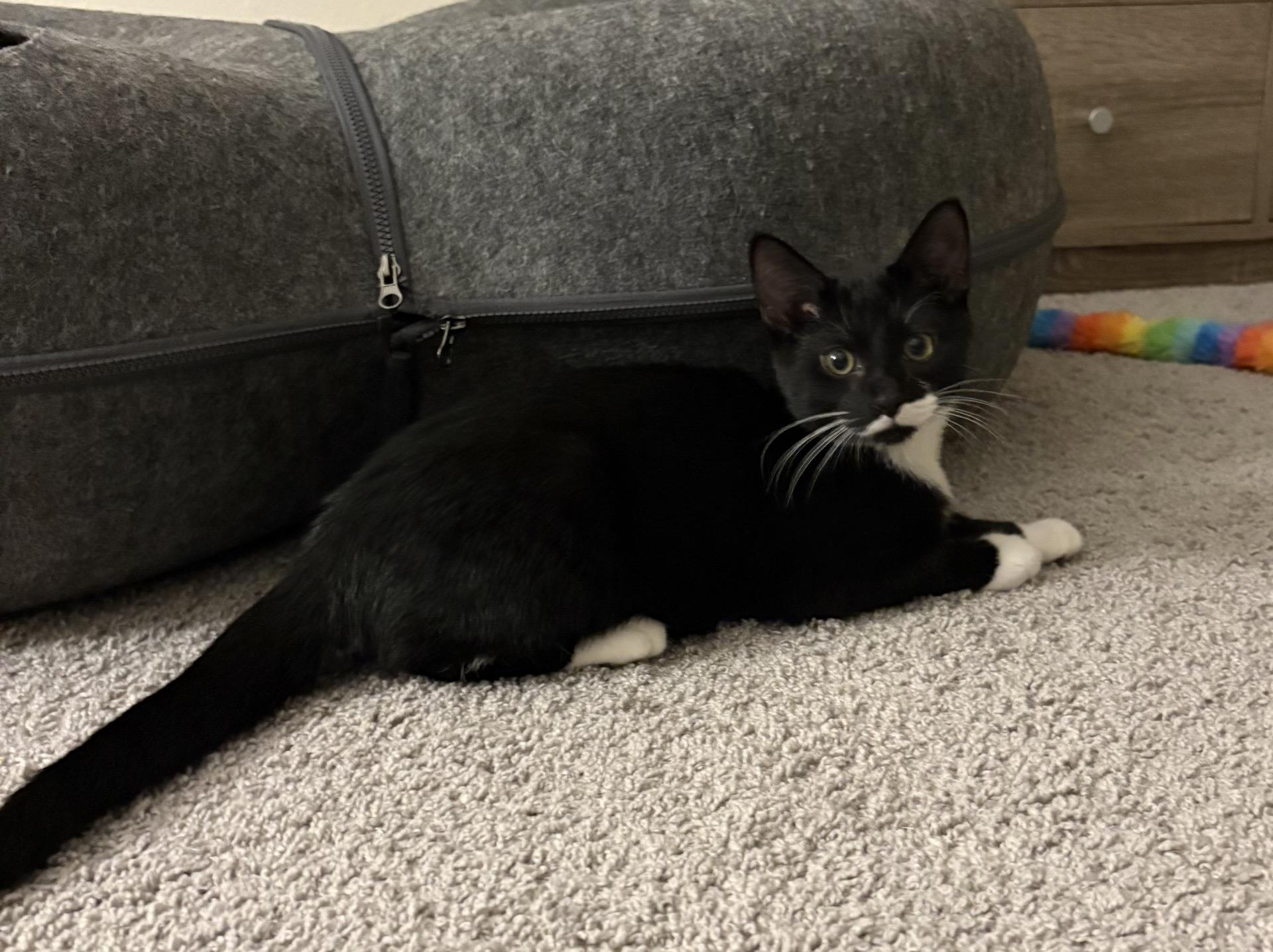 Enlarge Stache, a Adoptable Domestic Short Hair in Indianapolis, IN image 4/5