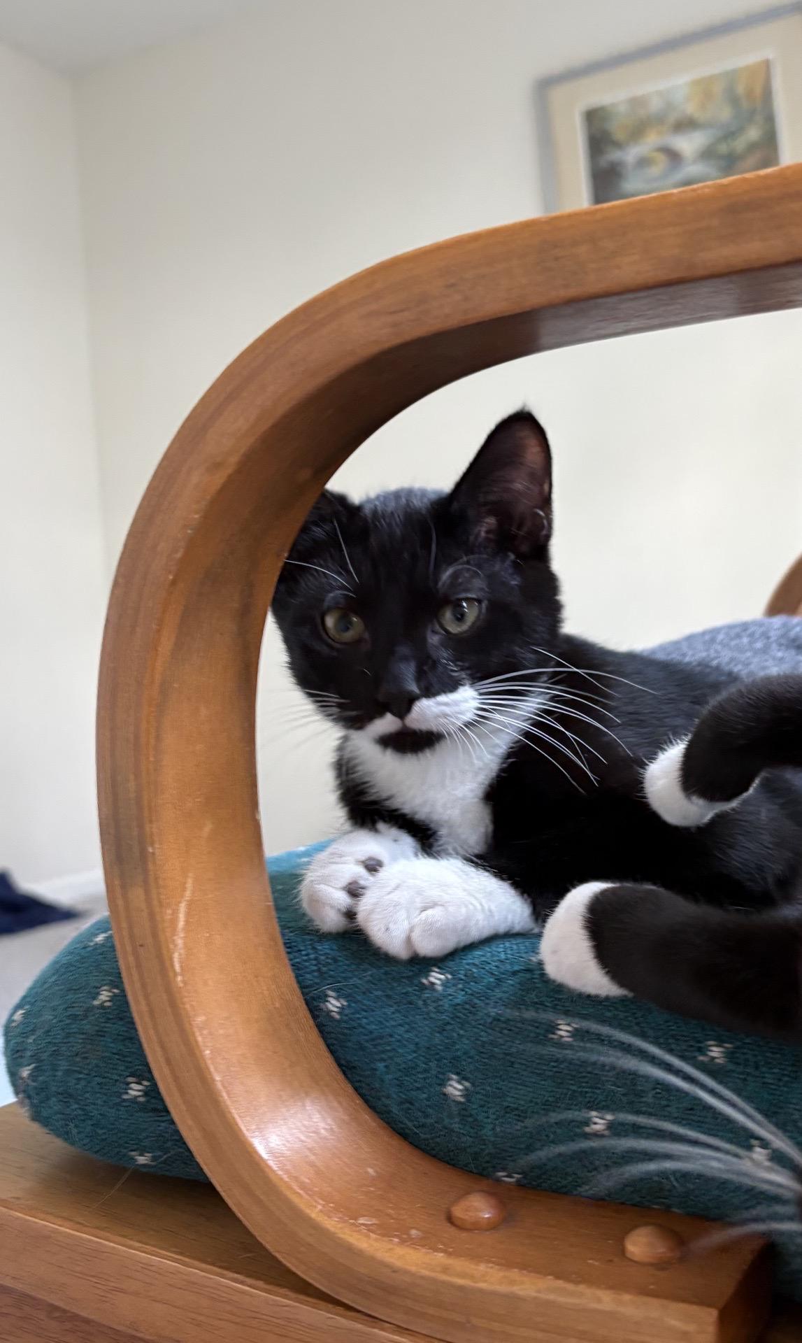 Enlarge Stache, a Adoptable Domestic Short Hair in Indianapolis, IN image 2/5