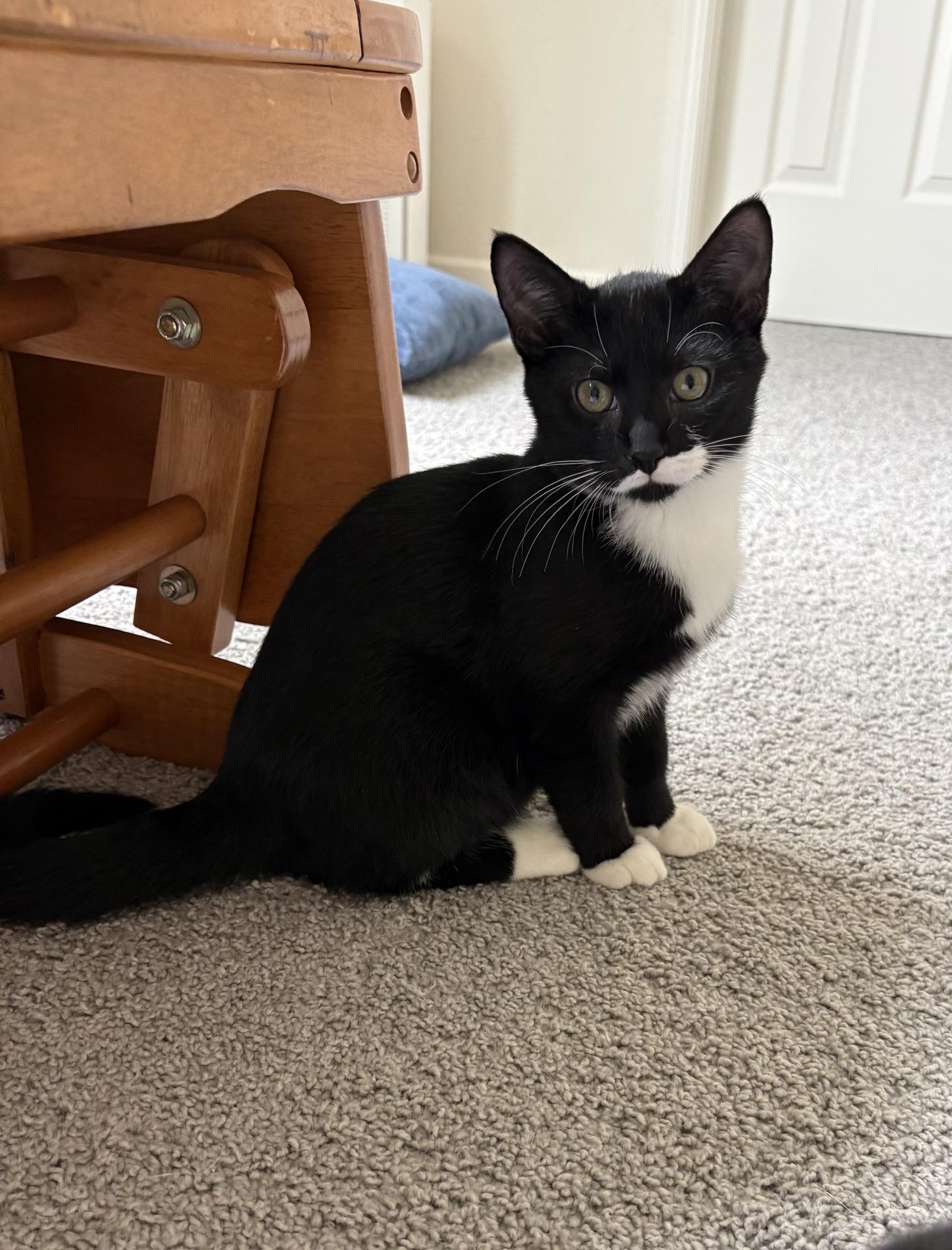 Stache, Adoptable, Kitten Male Domestic Short Hair.