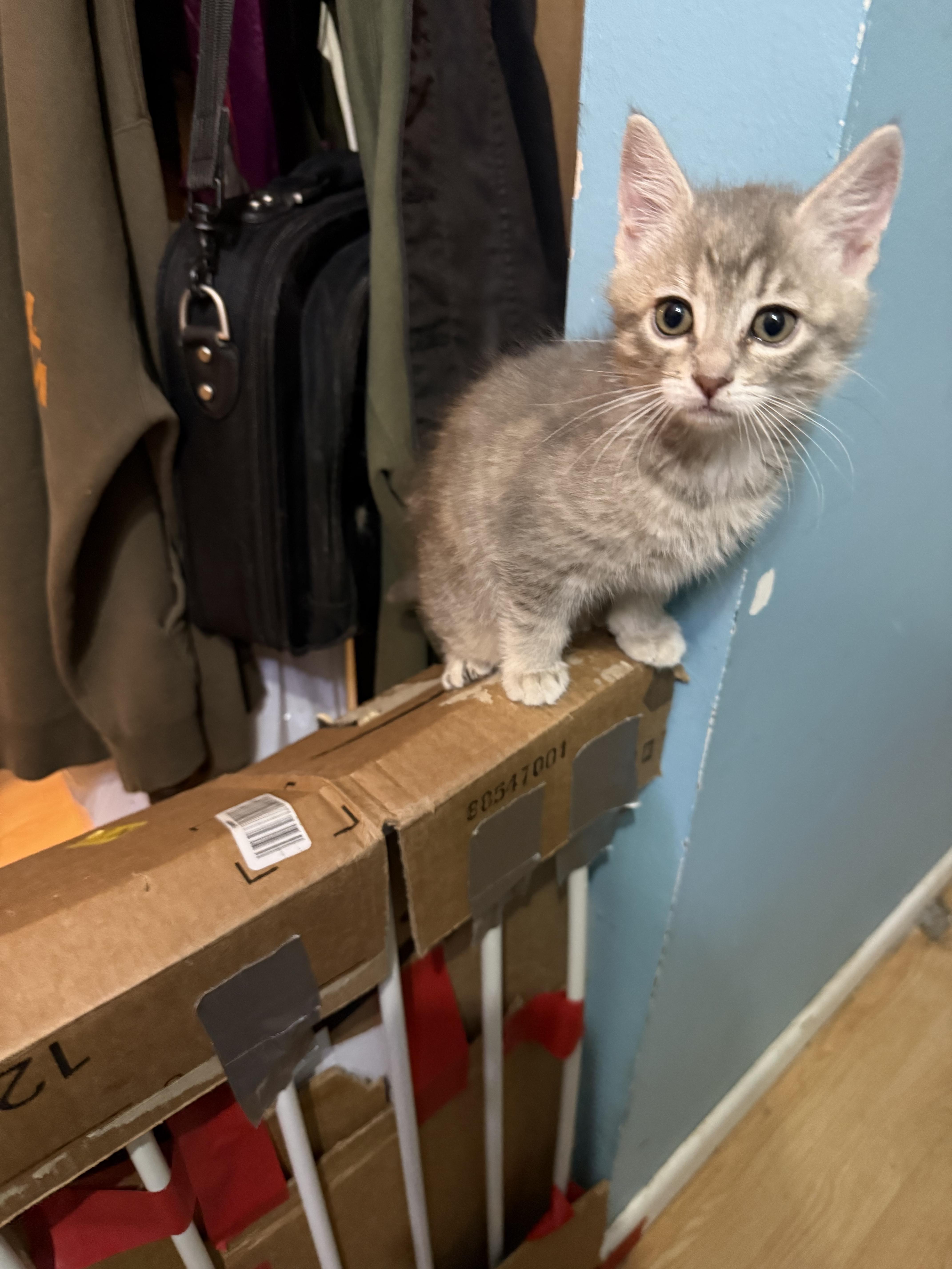 Daryl, a ADOPTABLE Domestic Short Hair in Salt Lake City, UT image 2/5