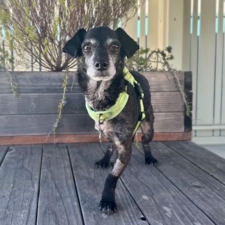 Enlarge Timon, a Adoptable Chihuahua in Pacific Grove, CA image 2/6