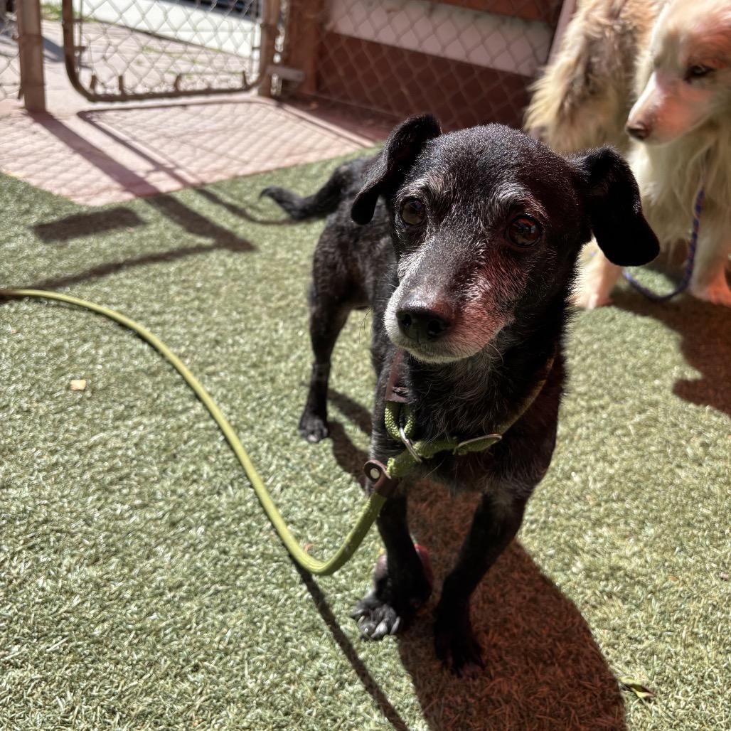 Enlarge Timon, a Adoptable Chihuahua in Pacific Grove, CA image 3/6