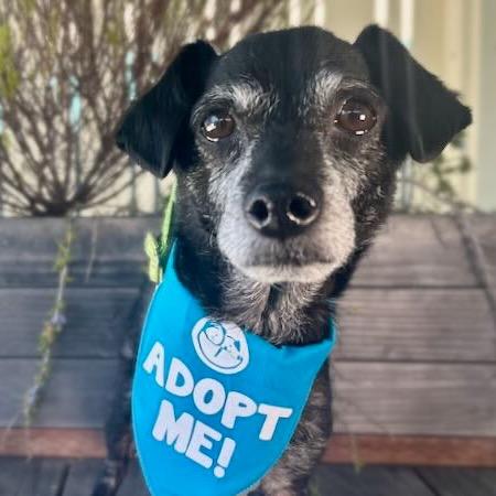 Enlarge Timon, a Adoptable Chihuahua in Pacific Grove, CA image 4/6