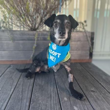Enlarge Timon, a Adoptable Chihuahua in Pacific Grove, CA image 5/6