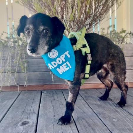 Enlarge Timon, a Adoptable Chihuahua in Pacific Grove, CA image 6/6