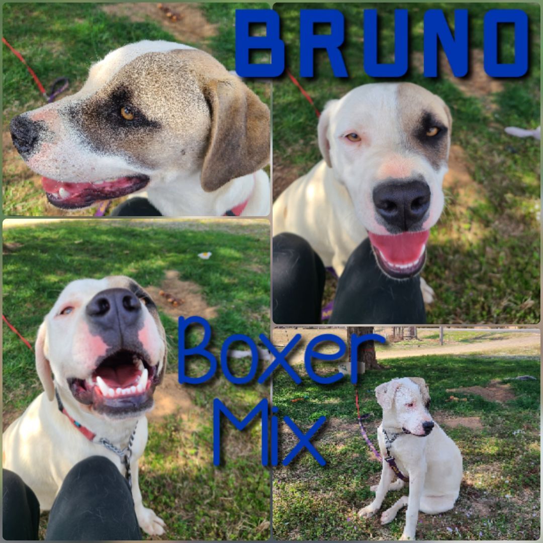 Enlarge Bruno, a Adoptable mixed breed in Ashdown, AR image 1/2