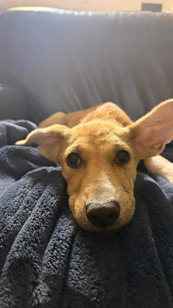 Clover, Adoptable, Puppy Female Retriever.