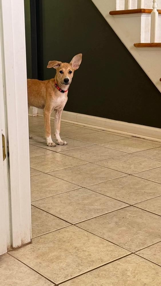 Clover, a Adoptable mixed breed in Valley Stream, NY image 2/6