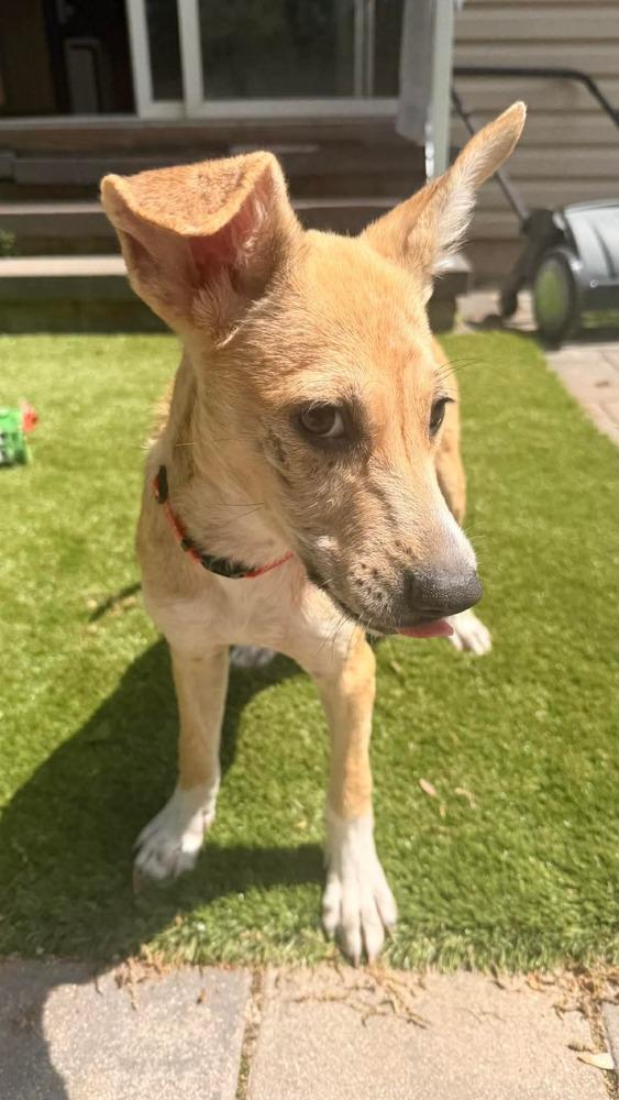 Clover, a Adoptable mixed breed in Valley Stream, NY image 3/6