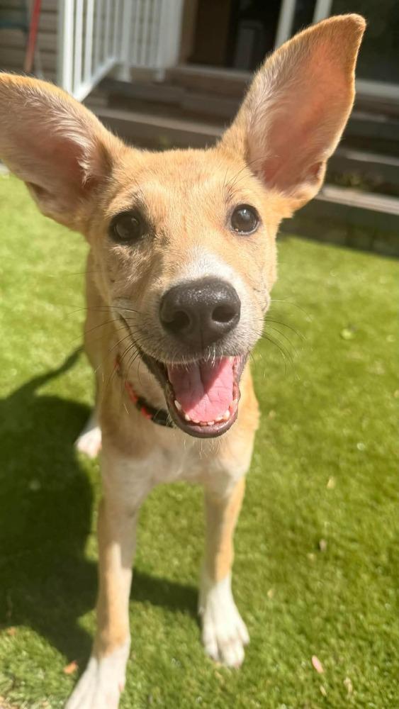Clover, a Adoptable mixed breed in Valley Stream, NY image 4/6