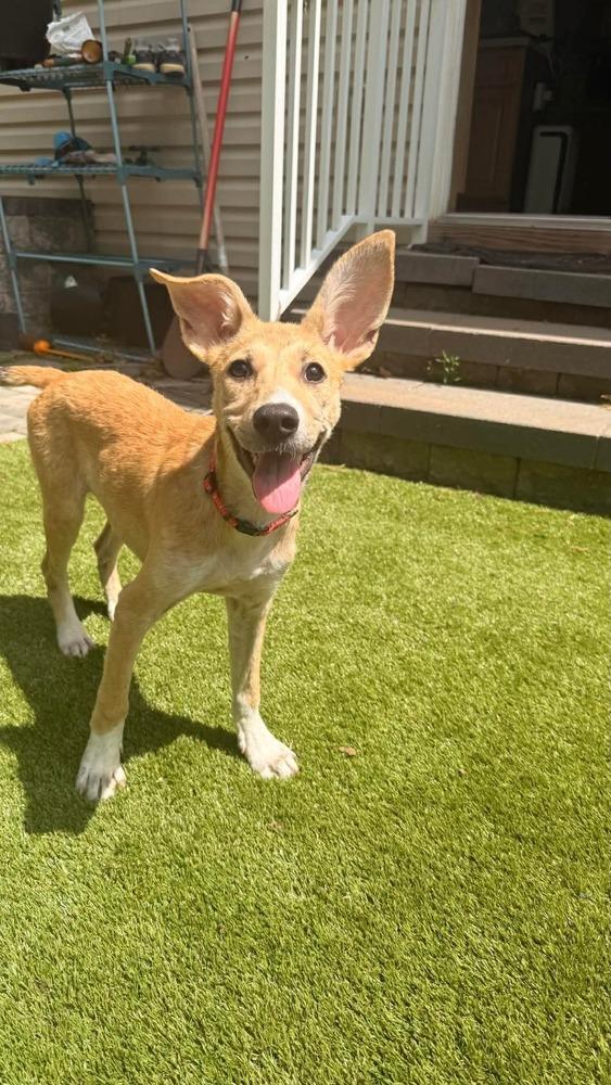 Clover, a Adoptable mixed breed in Valley Stream, NY image 5/6