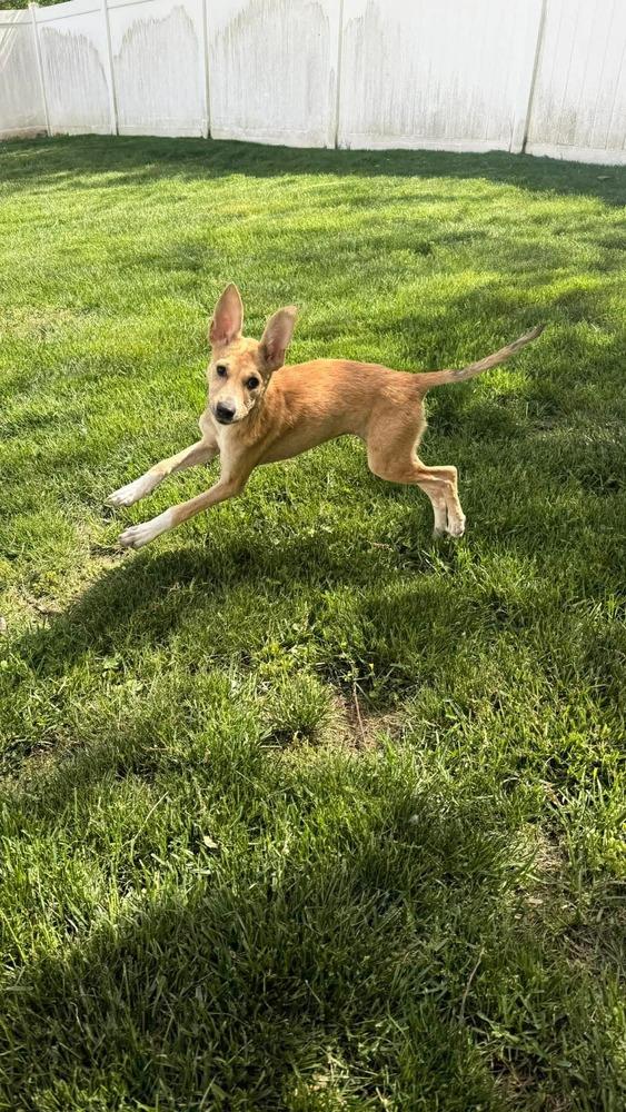 Clover, a Adoptable mixed breed in Valley Stream, NY image 6/6