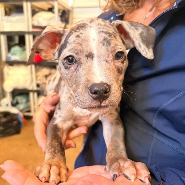 Enlarge Raider, a Adopted mixed breed in Medina, OH image 1/3