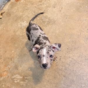 Enlarge Raider, a Adopted mixed breed in Medina, OH image 2/3
