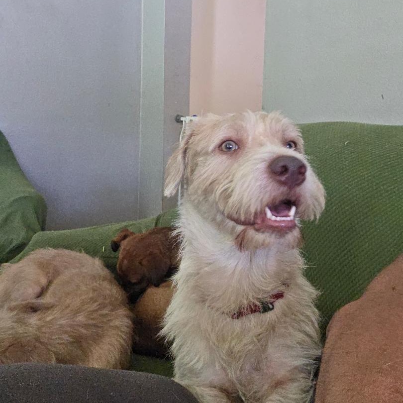 Ozzy, a Adoptable mixed breed in Albion, NY image 2/2