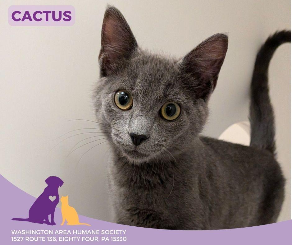 Enlarge Cactus, an adopted mixed breed in Eighty Four, PA image 1/1