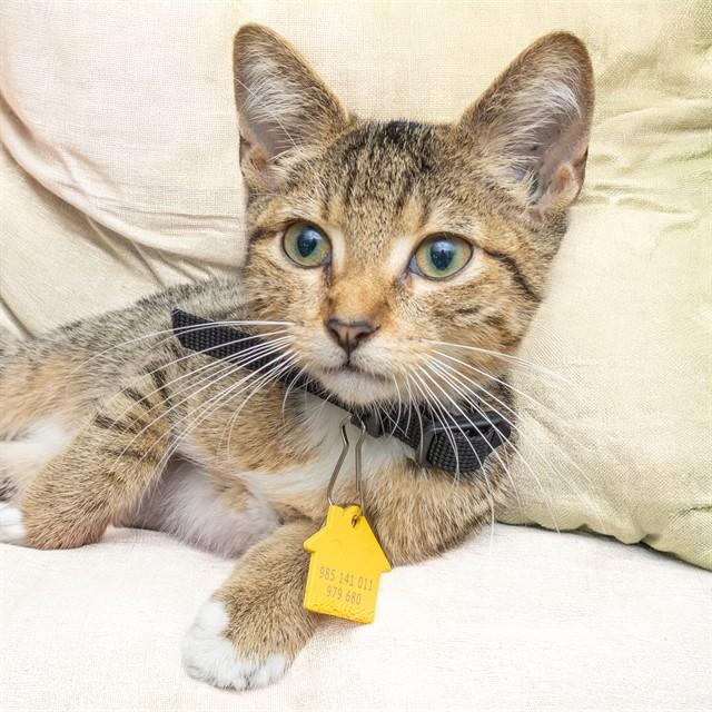 Enlarge CLIFF, a Adoptable Domestic Short Hair in Saint Louis, MO image 1/1