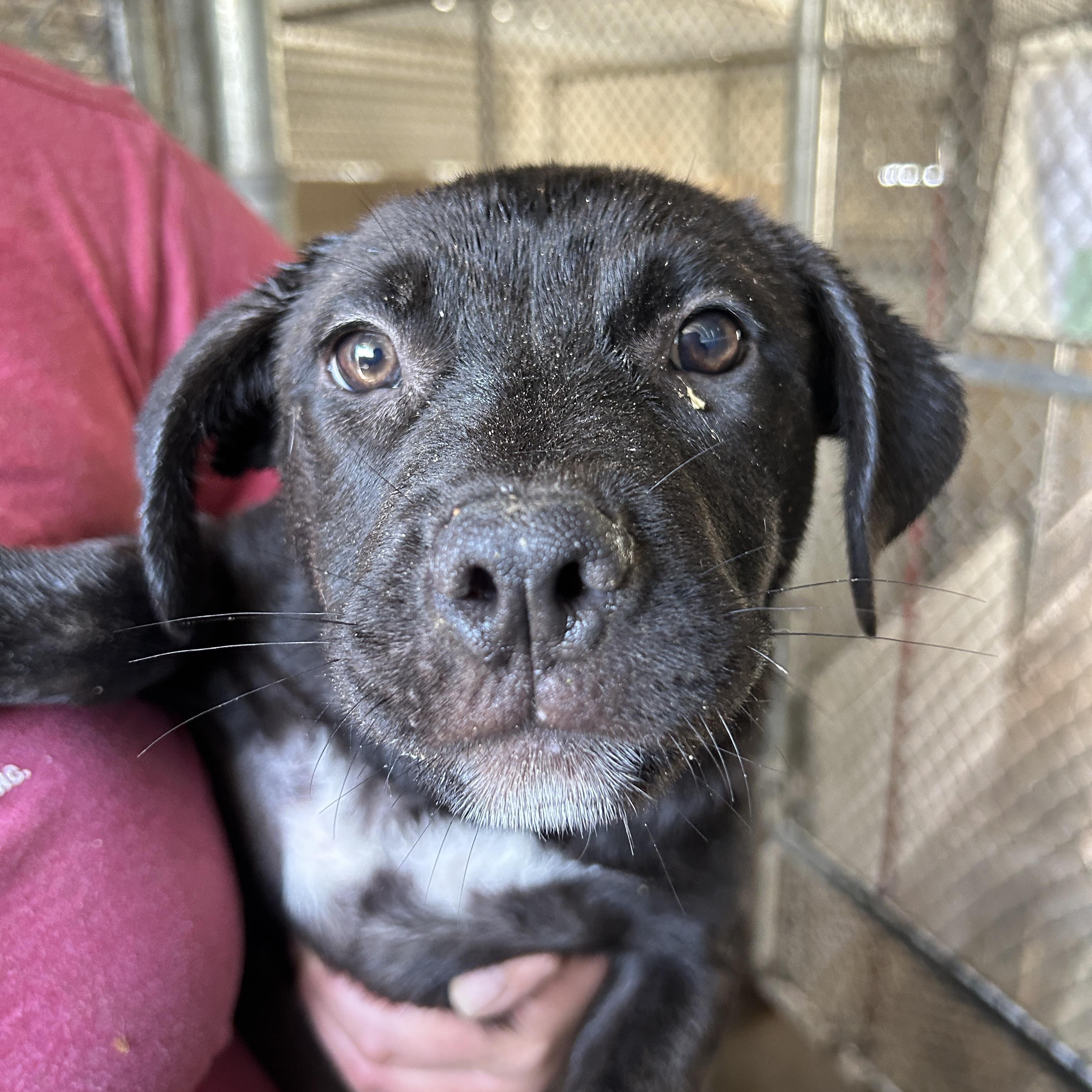 Enlarge Chewy, a Adoptable Mixed Breed in Parker, AZ image 1/2