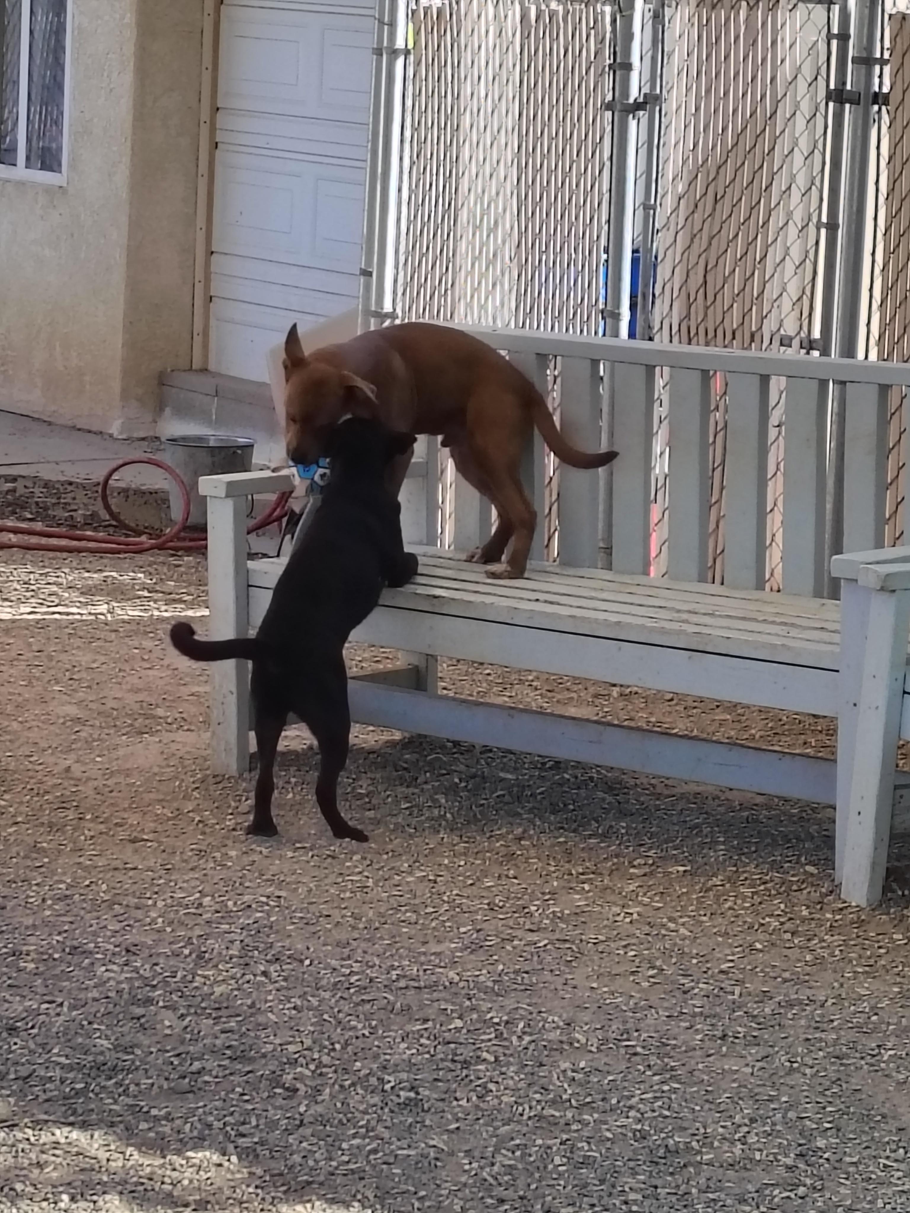 Enlarge Chewy, a Adoptable Mixed Breed in Parker, AZ image 2/2