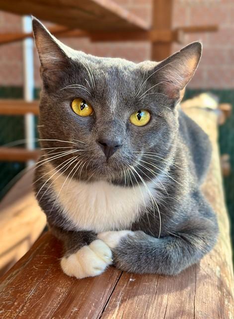 Enlarge JOSH, a Adoptable Domestic Short Hair in York, SC image 1/1