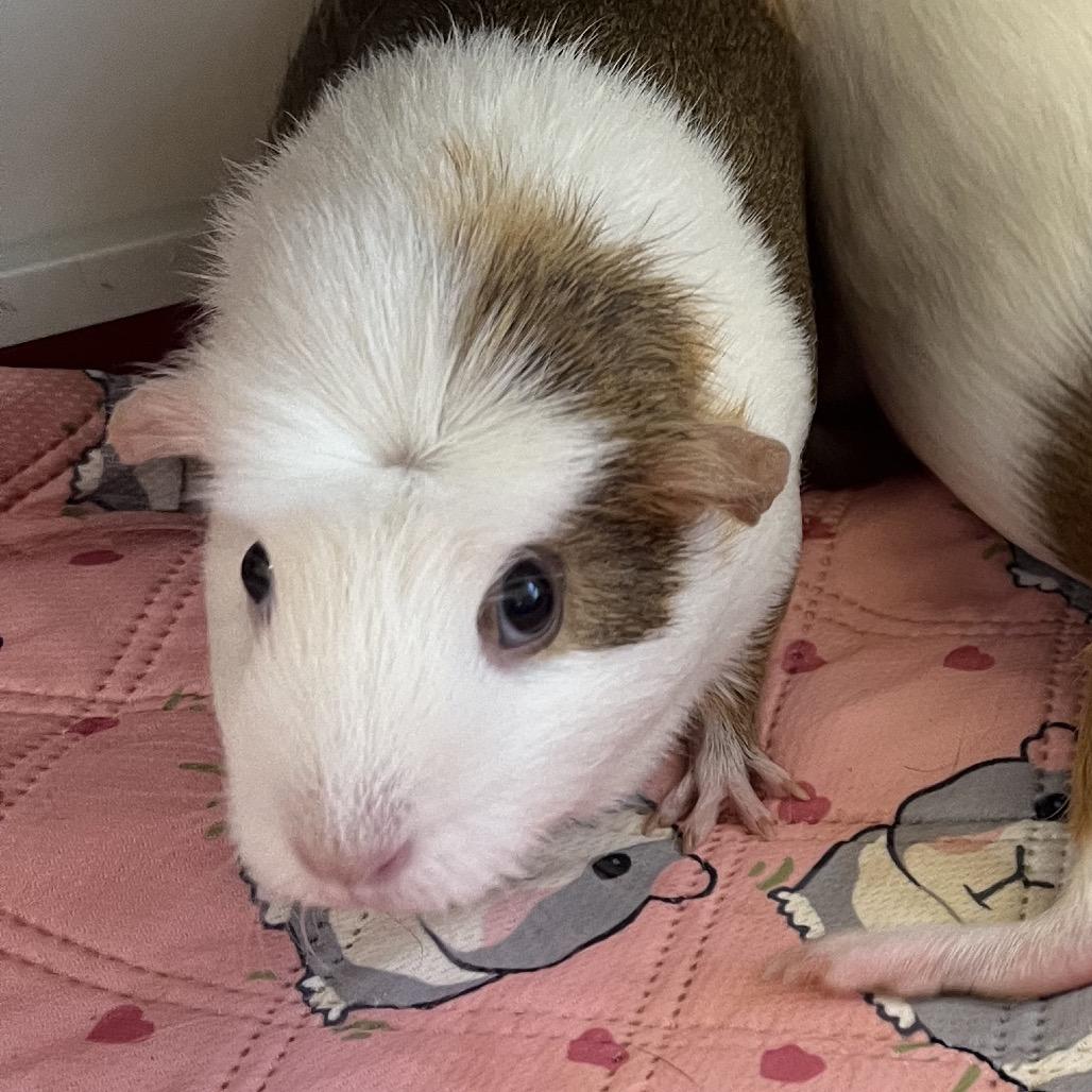 Enlarge Cashew, a Adoptable Guinea Pig in Bedford, NH image 1/4