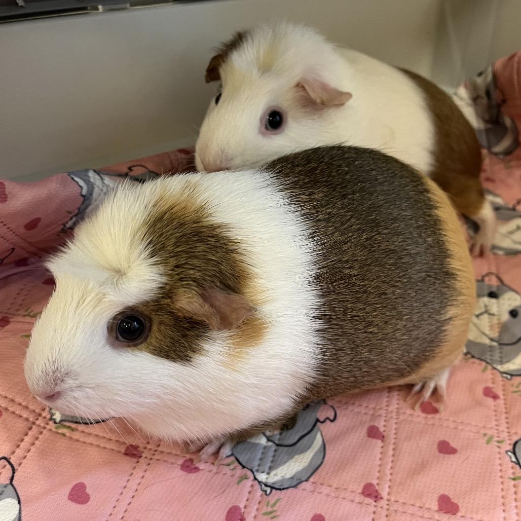 Enlarge Cashew, a Adoptable Guinea Pig in Bedford, NH image 2/4