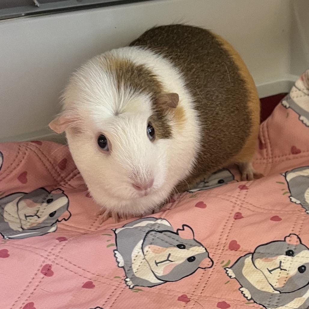 Enlarge Cashew, a Adoptable Guinea Pig in Bedford, NH image 3/4