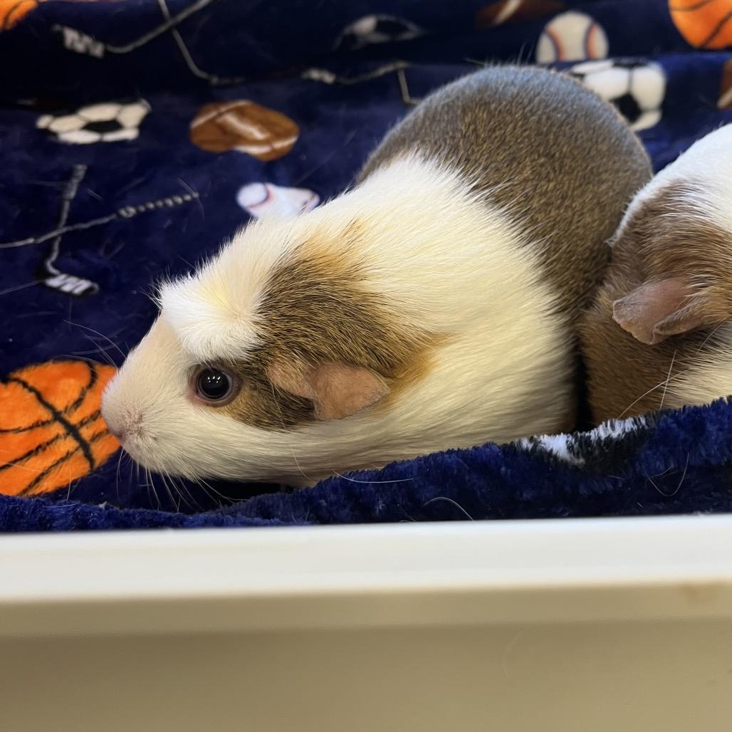 Enlarge Cashew, a Adoptable Guinea Pig in Bedford, NH image 4/4