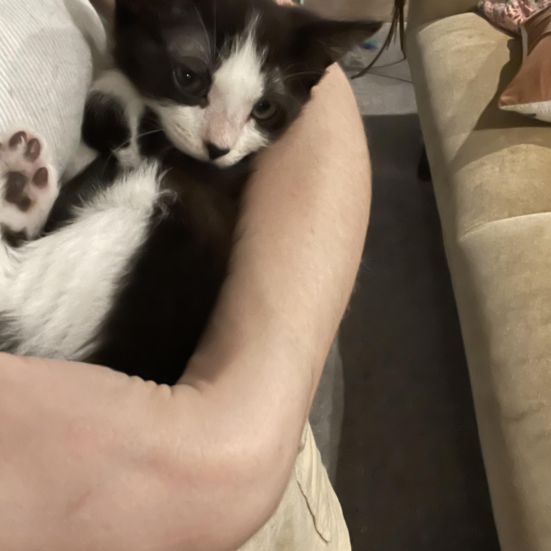 Enlarge Wednesday, an adopted Domestic Short Hair in Latham, NY image 4/6