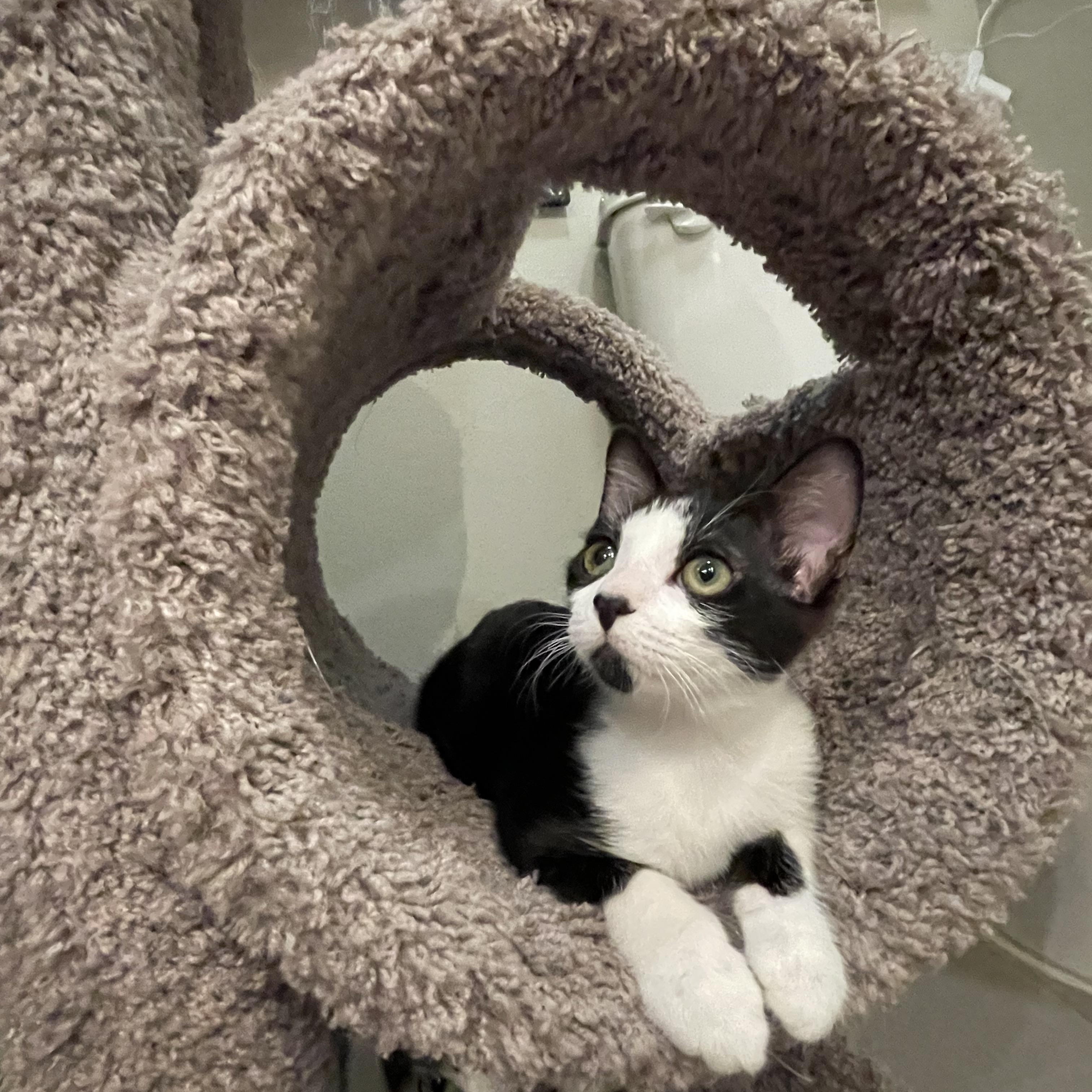 Wednesday, adopted, Kitten Female Domestic Short Hair.