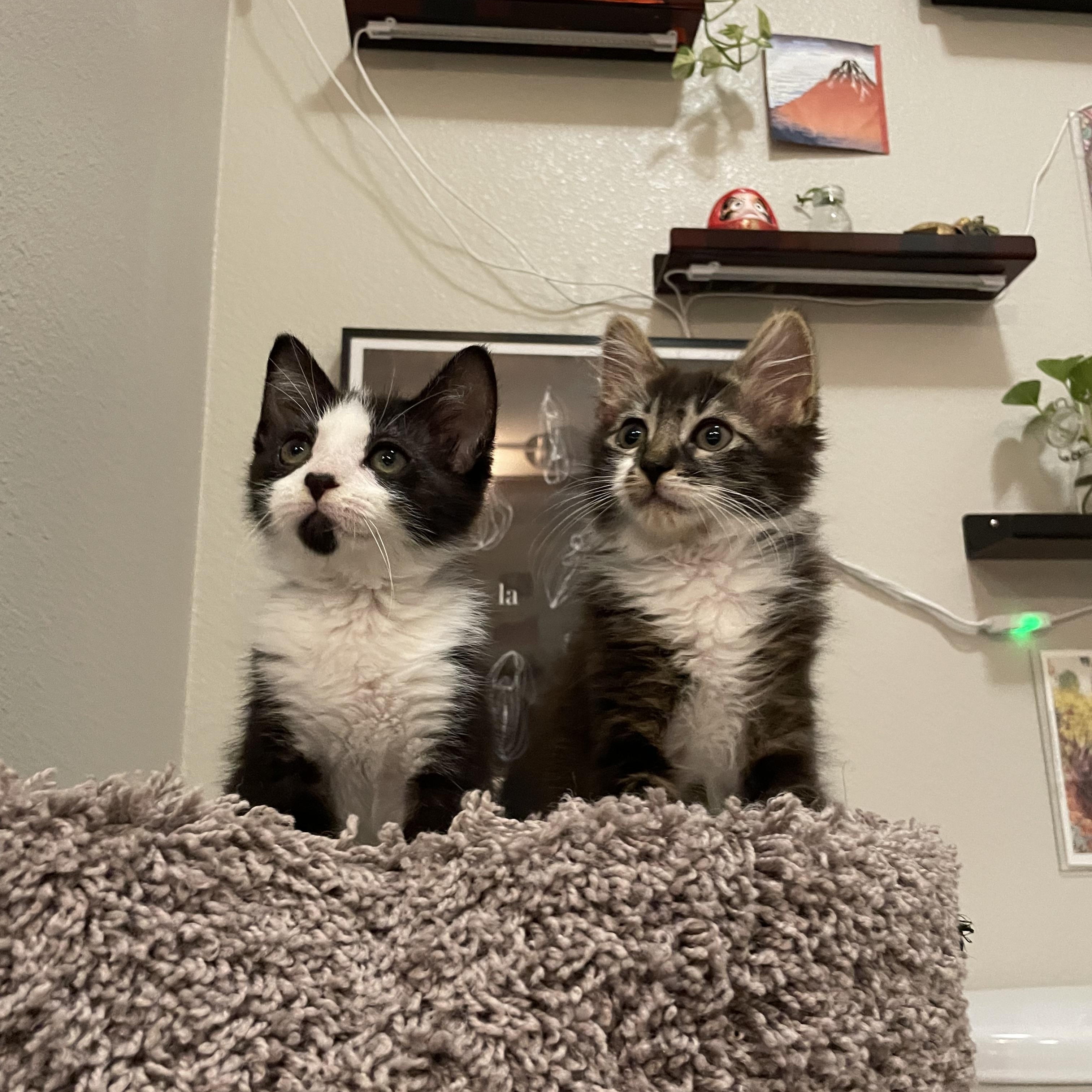 Enlarge Wednesday, an adopted Domestic Short Hair in Latham, NY image 6/6