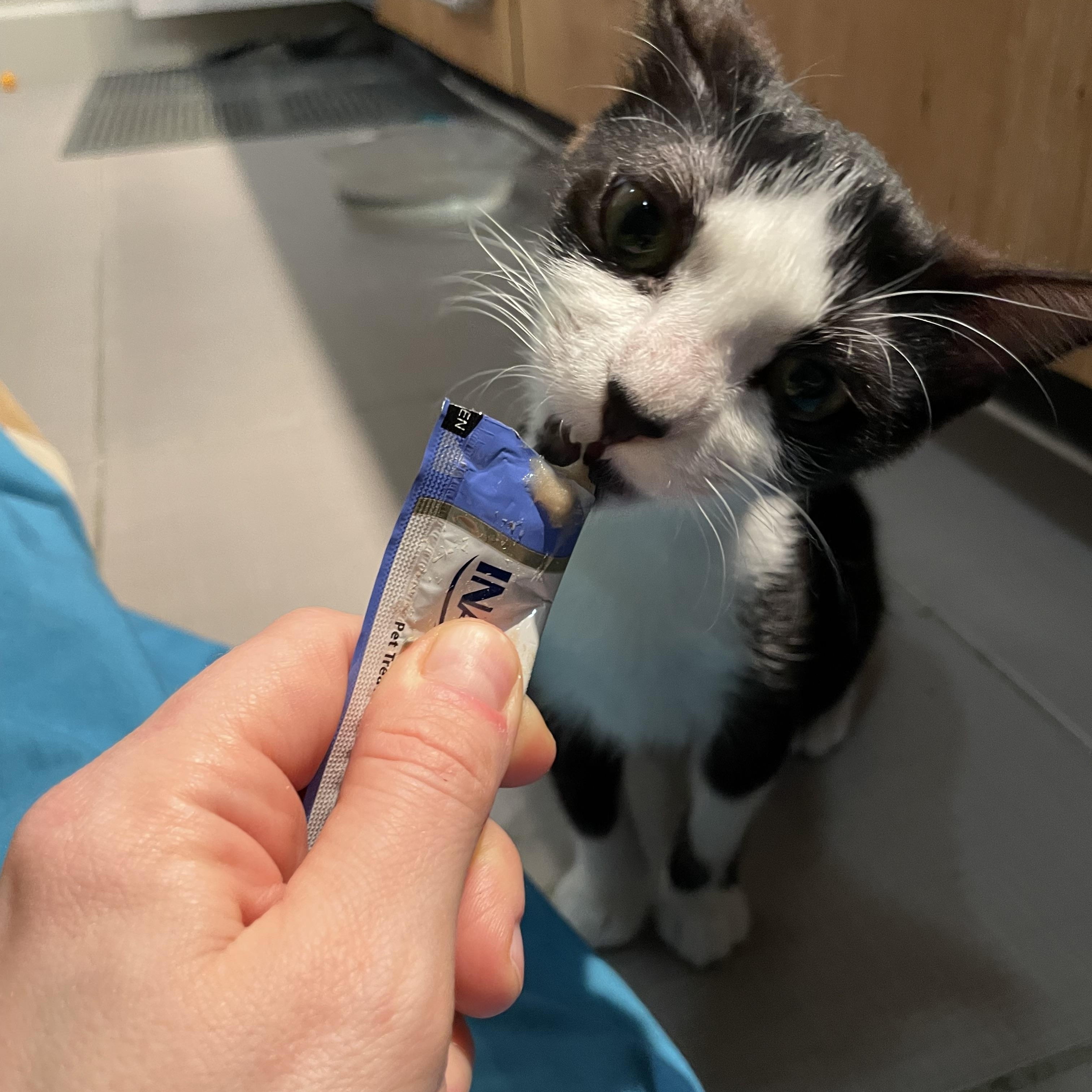 Enlarge Wednesday, an adopted Domestic Short Hair in Latham, NY image 5/6