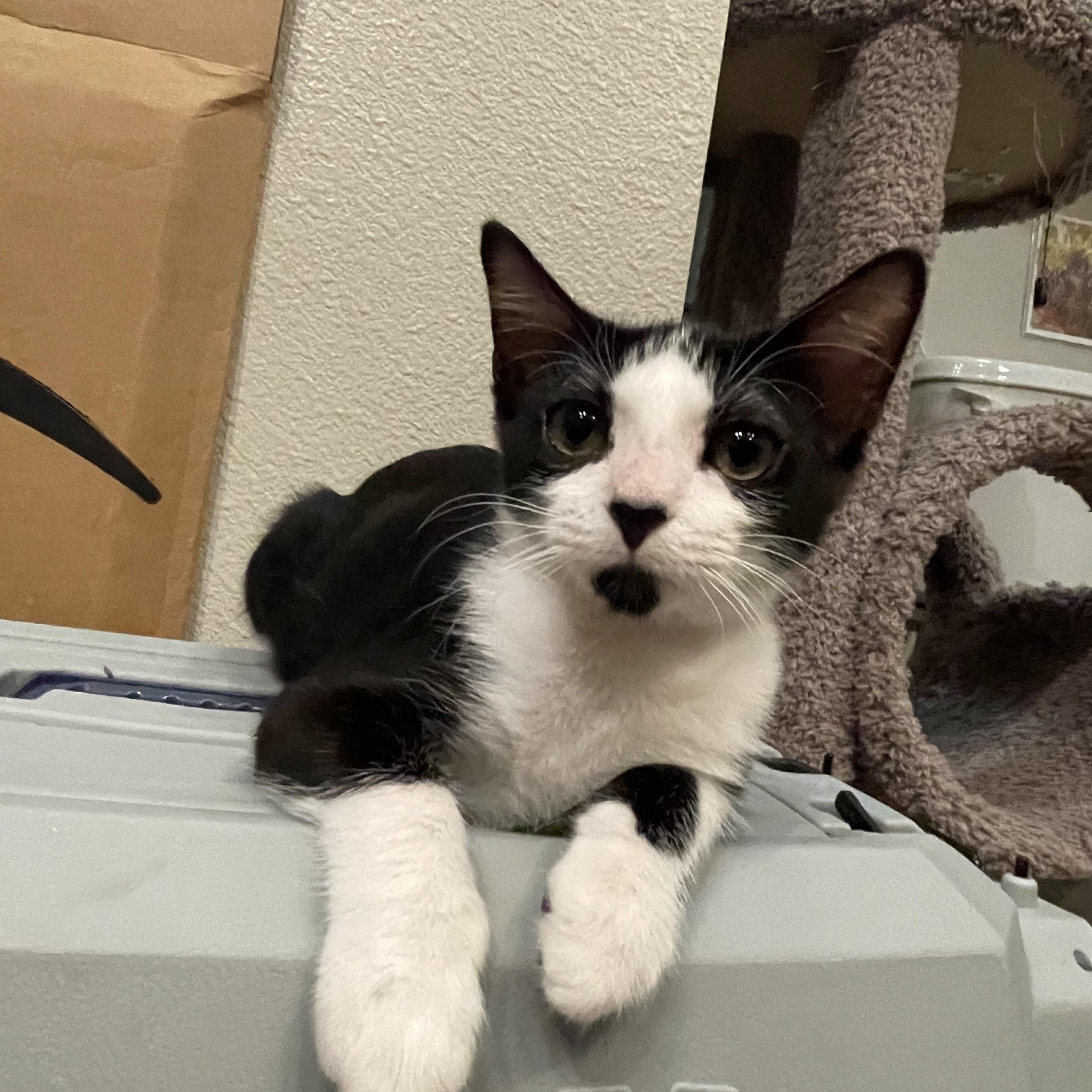 Enlarge Wednesday, an adopted Domestic Short Hair in Latham, NY image 3/6