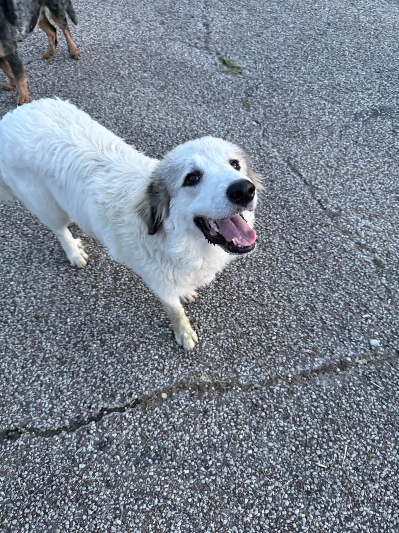 Enlarge Cesar, a Adoption Pending mixed breed in Ridgefield, NJ image 3/6