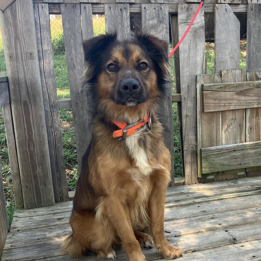 Steeeven, Adoptable, Adult Male Mixed Breed.