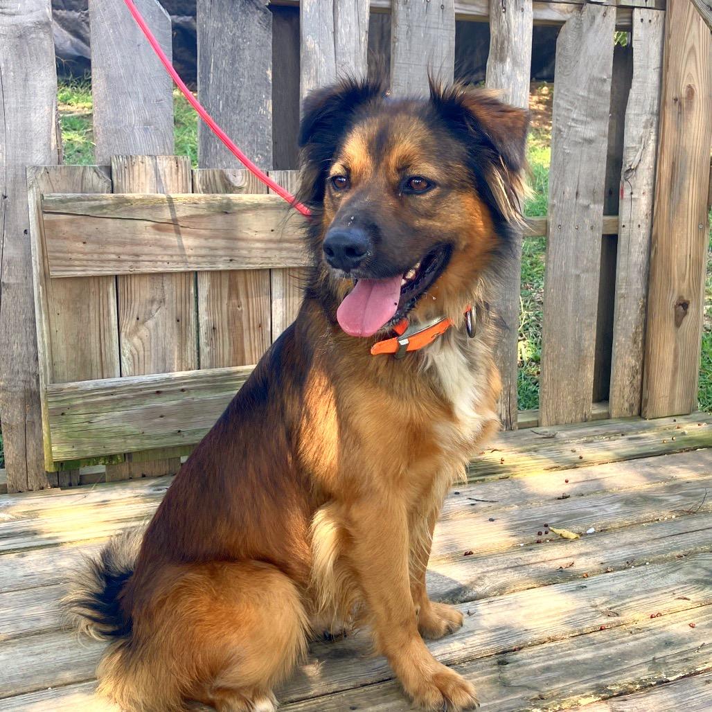 Steeeven, a Adoptable Mixed Breed in Pulaski, TN image 2/6
