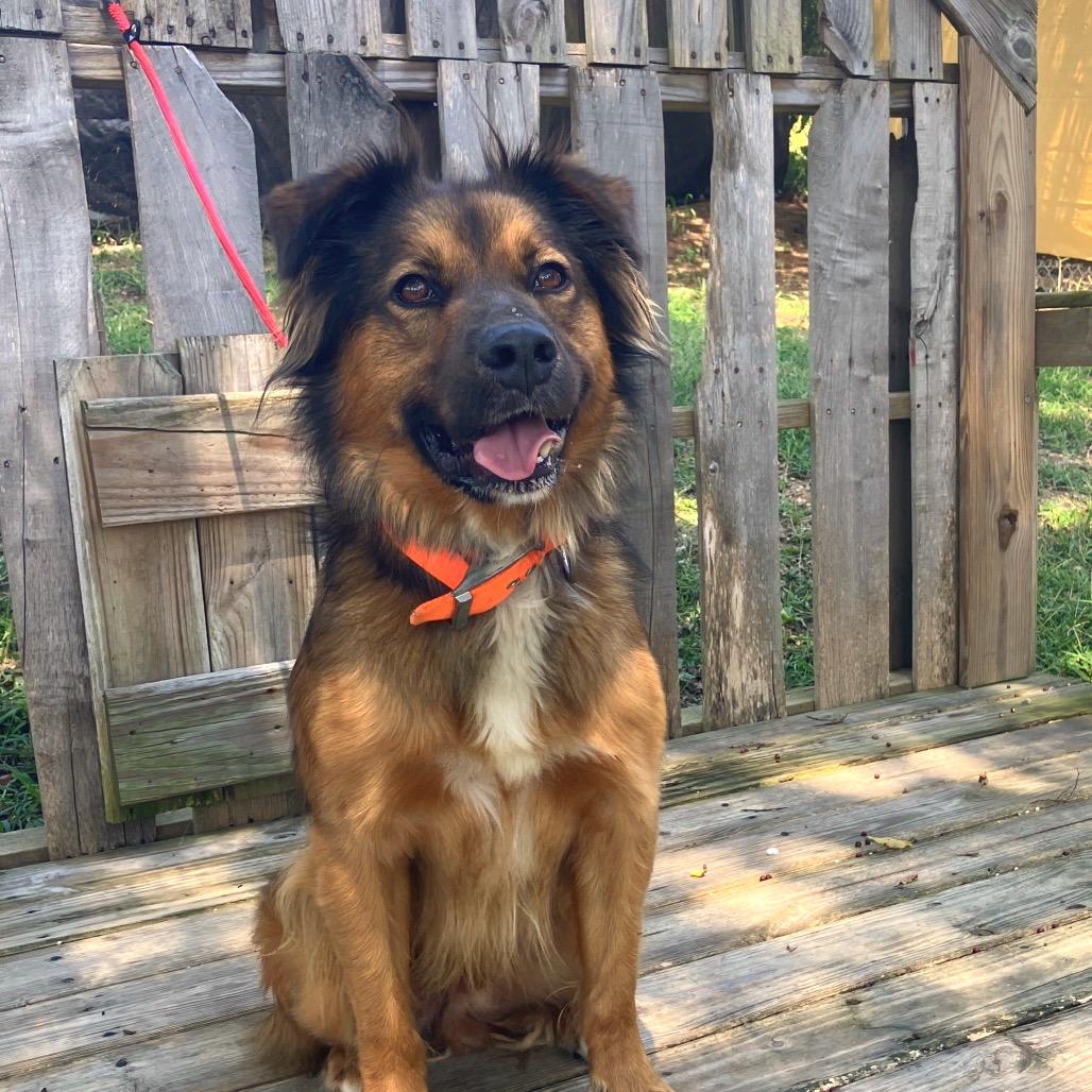 Steeeven, a Adoptable Mixed Breed in Pulaski, TN image 3/6