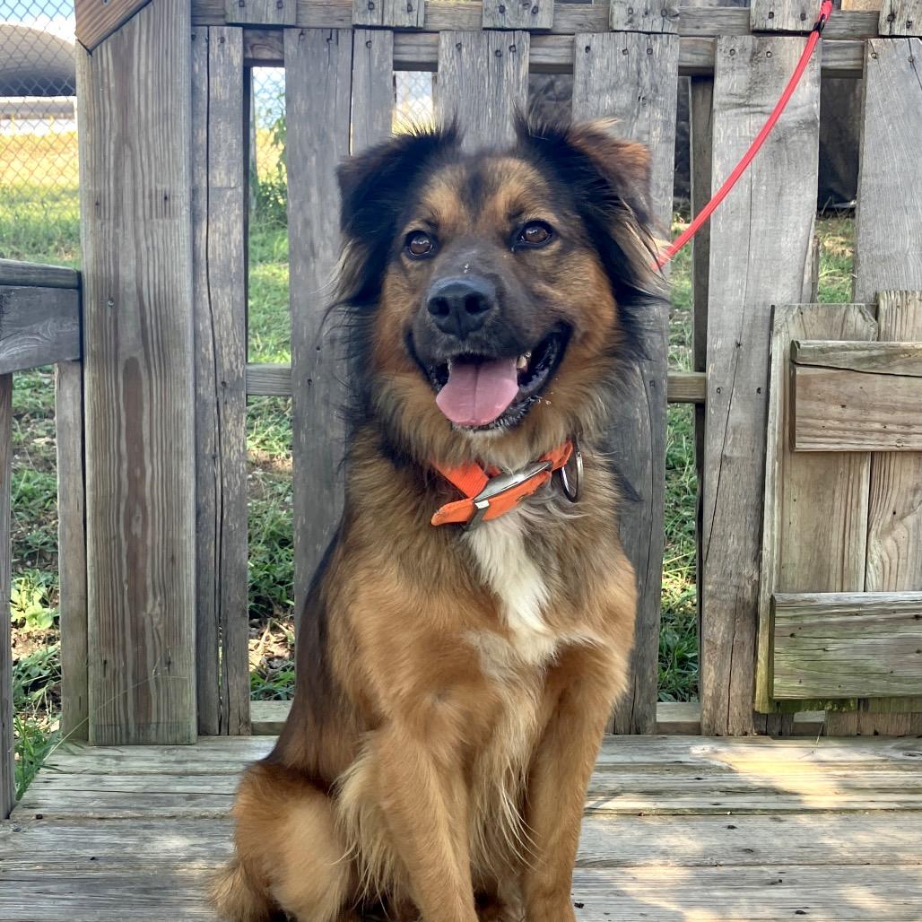 Steeeven, a Adoptable Mixed Breed in Pulaski, TN image 4/6