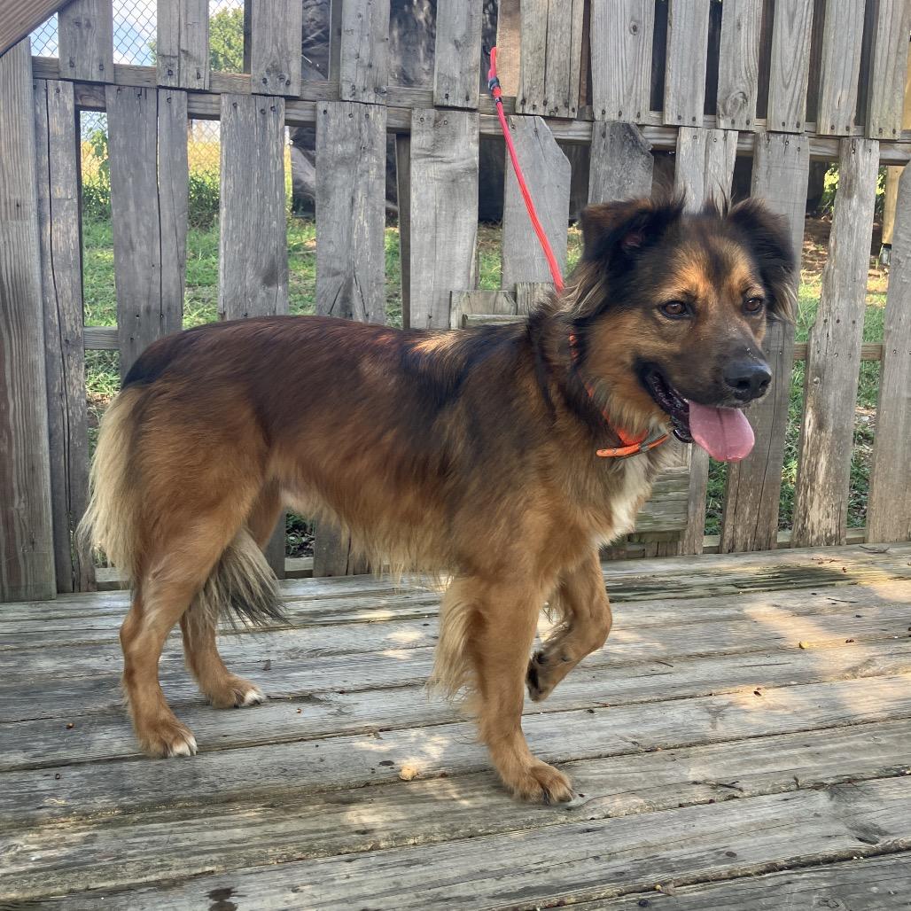 Steeeven, a Adoptable Mixed Breed in Pulaski, TN image 5/6
