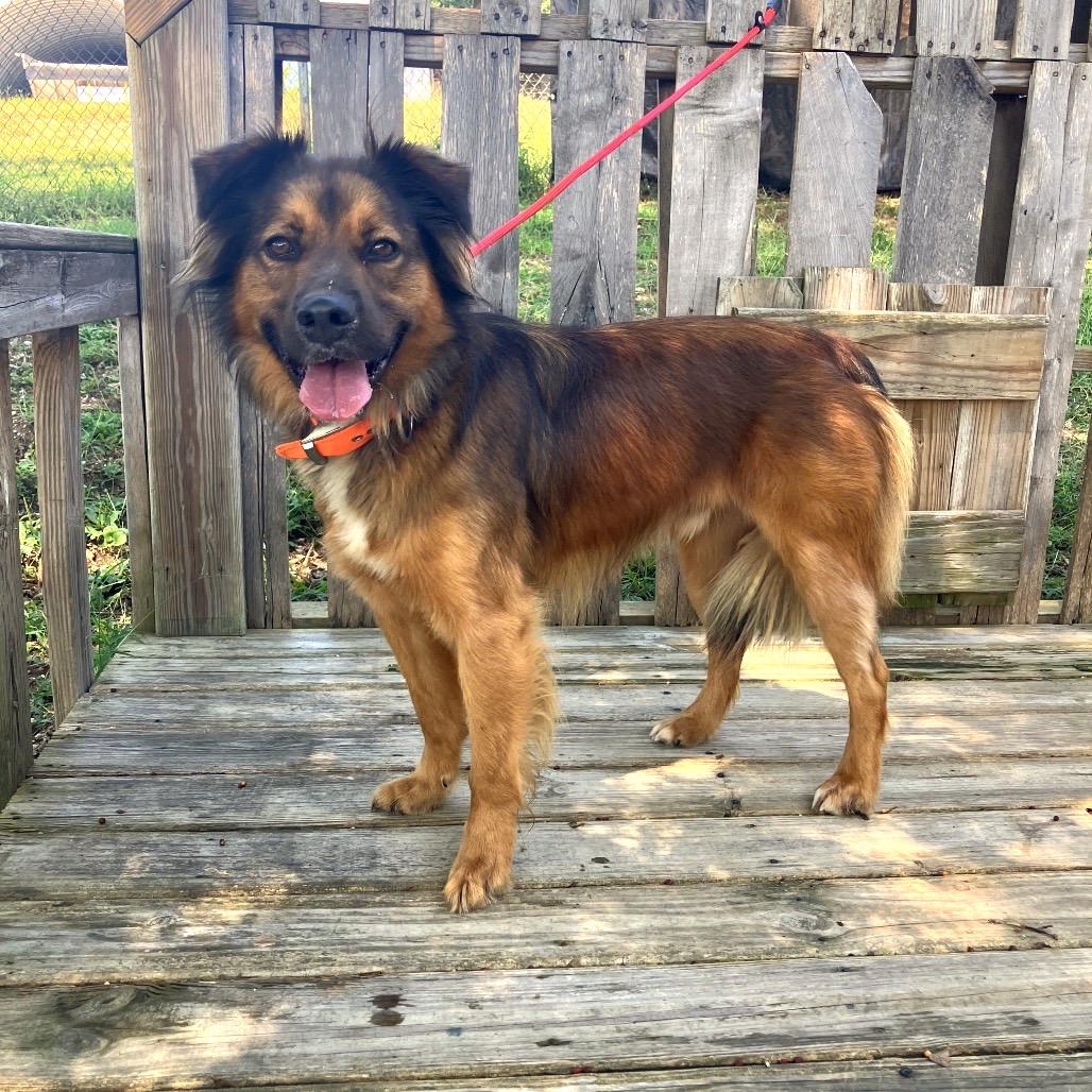 Steeeven, a Adoptable Mixed Breed in Pulaski, TN image 6/6