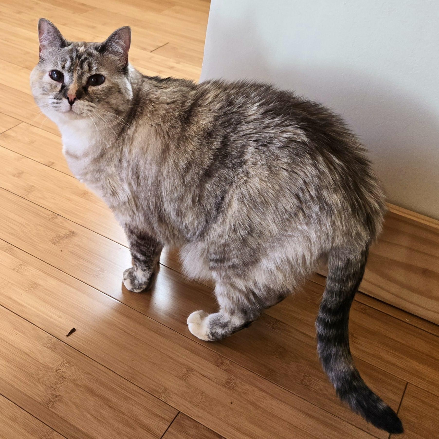 Louise, Adult Female Siamese