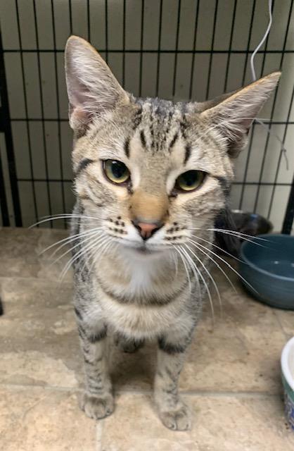 Gizmo, ADOPTABLE, Young Male Domestic Short Hair.