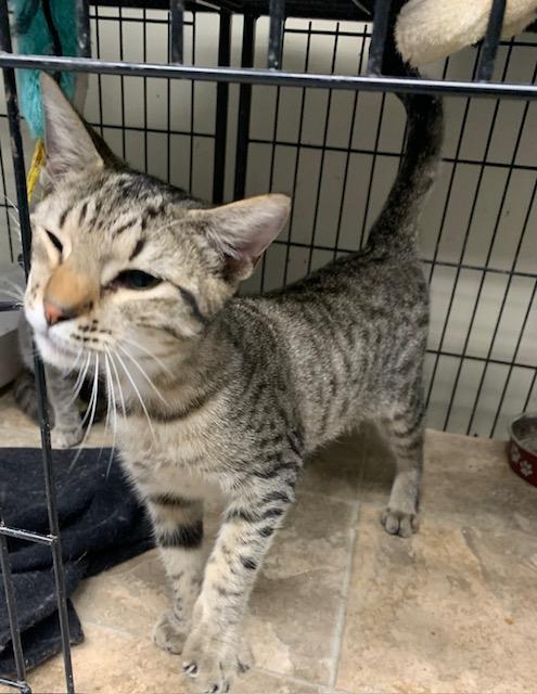 Enlarge Gizmo, a ADOPTABLE Domestic Short Hair in Danville, VT image 2/2