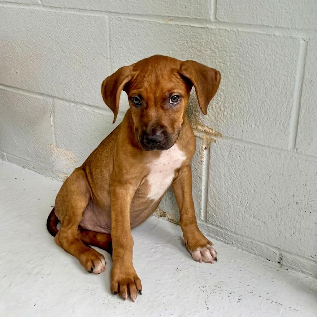 Finley, a ADOPTABLE Mixed Breed in Temple, TX image 2/2