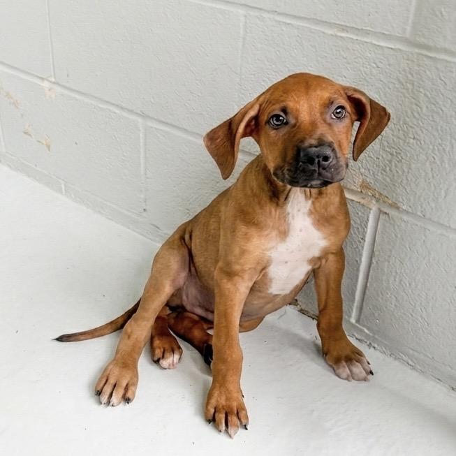 Finley, ADOPTABLE, Puppy Male Mixed Breed.
