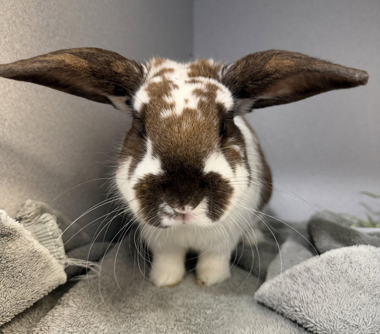 Enlarge Fred, a Adoptable Lop Eared in Great Neck, NY image 1/1