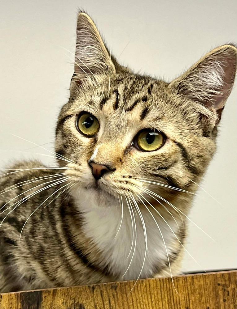 Enlarge Stapleton, a Adoptable mixed breed in Jackson, GA image 1/6