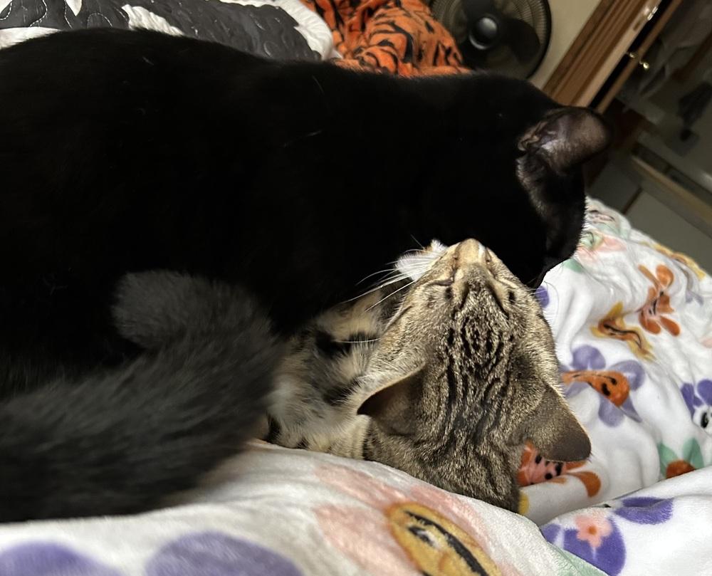 Stapleton, Adoptable, Young Male Domestic Short Hair.