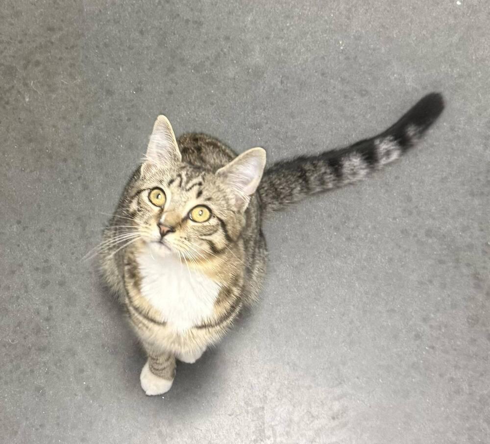 Enlarge Stapleton, a Adoptable mixed breed in Jackson, GA image 2/6