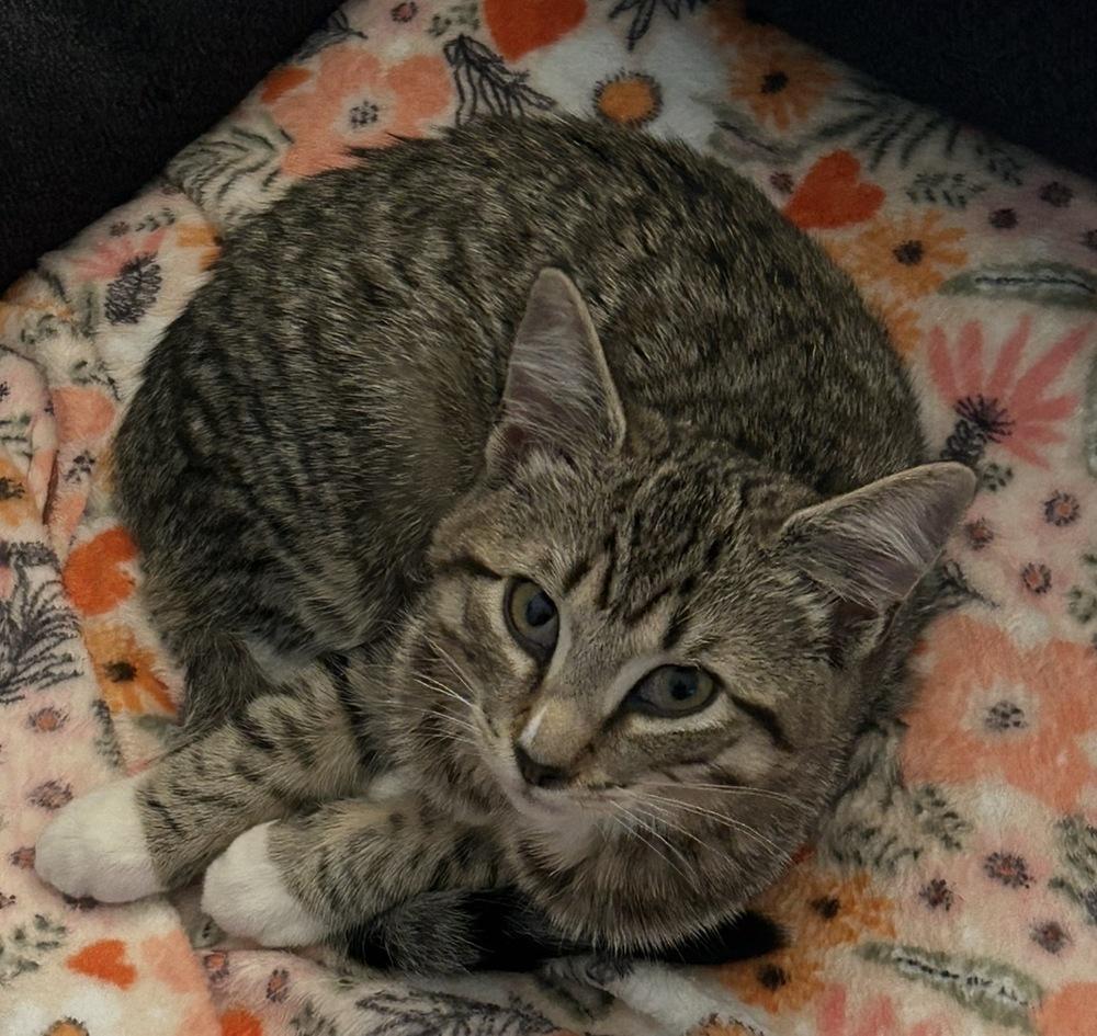 Enlarge Stapleton, a Adoptable mixed breed in Jackson, GA image 2/6